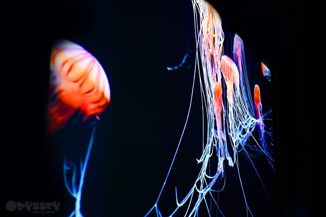 Odyssey Sensory Maze Entry Auckland Ticket - Key Points Before You Go