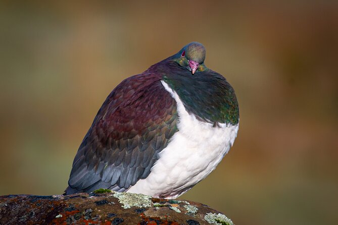 Okarito Nature Tour - Stop 1 in Okarito: the lagoon town, museum time, and bird focus