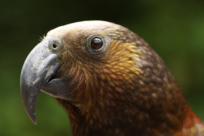 One Day Birding Adventure - Key things I’d zero in on before you book
