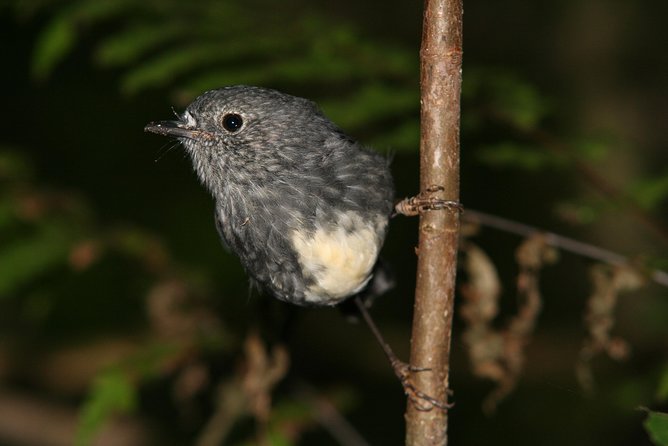 One Day Birding Adventure - Whirinaki Forest plus Bay of Plenty is a smart birding combo