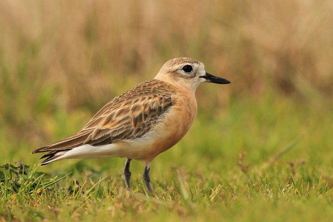 One Day Birding Adventure - Forest time in Whirinaki: why scan strategy matters