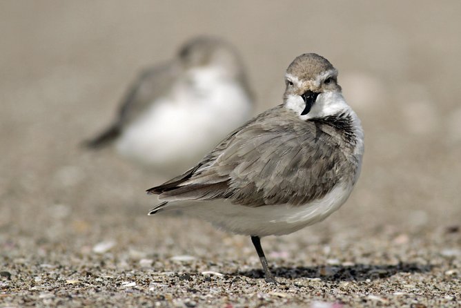 One Day Birding Adventure - Wetlands and shore sites: where different species start to show up