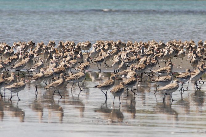 One Day Birding Adventure - The stop at Foris Eco-tours and what it signals about the style