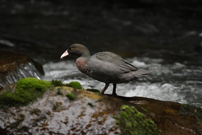 One Day Birding Adventure - Price and value: is $309.67 worth it?