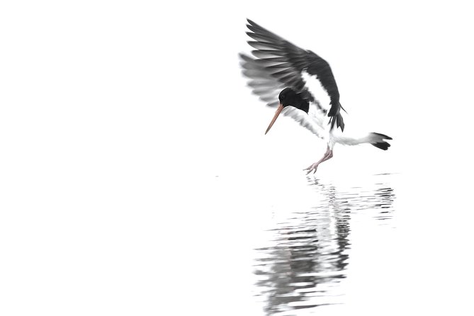 One Day Birding Adventure - Who this tour fits best (and who might feel mismatched)