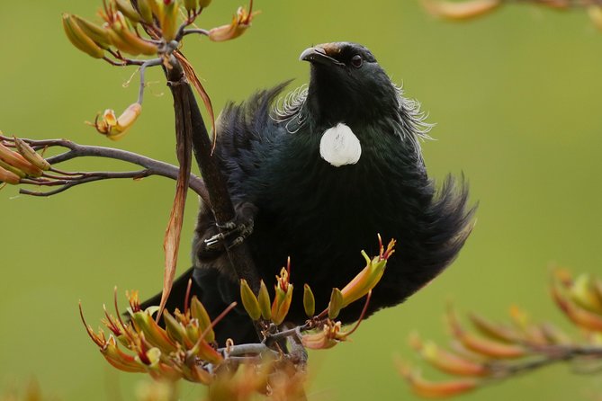 One Day Birding Adventure - How the day runs, from pickup to lunchtime breathing room