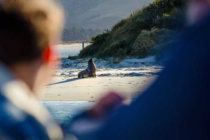 Otago Harbour Wildlife Cruise (Dunedin Shore Excursion) - The Otago Harbour hour: bays, islands, and real local edges