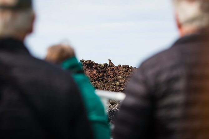 Otago Harbour Wildlife Cruise (Dunedin Shore Excursion) - What’s included on board (and why it really helps)