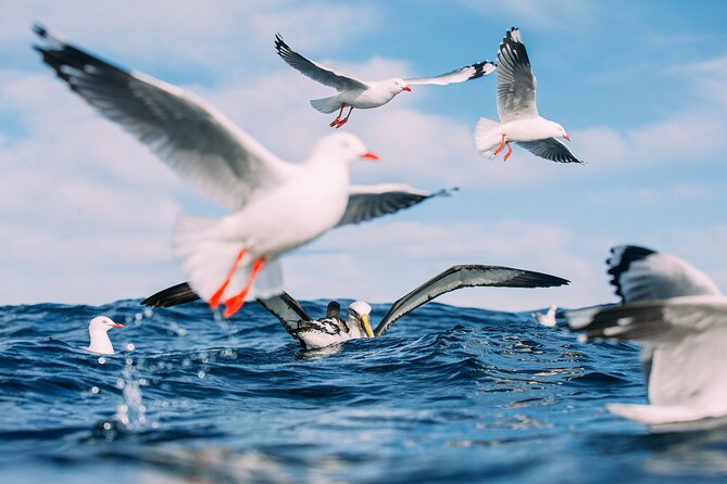 Otago Harbour Wildlife Cruise (Dunedin Shore Excursion) - Taiaroa Head: where the big birds show up