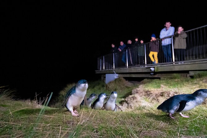Otago Peninsula In-Depth Tour & Blue Penguins Pukekura Experience - Blue Penguins Pukekura Experience at dusk: what to expect