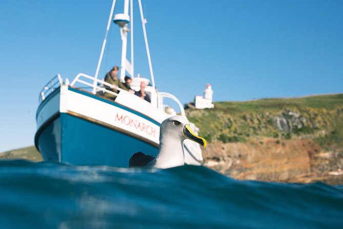 Otago Peninsula In-Depth Tour & Blue Penguins Pukekura Experience - Wildlife chances: seals, albatross, and what to do with bad luck