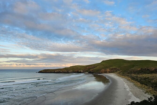 Otago Peninsula In-Depth Tour & Blue Penguins Pukekura Experience - How cold it gets, and what the walkway demands