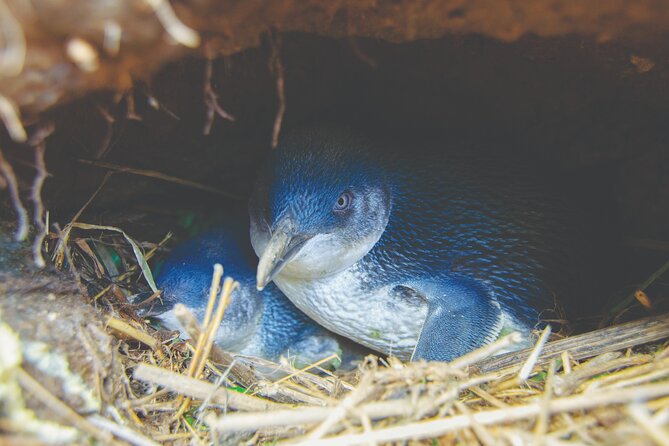 Otago Peninsula In-Depth Tour & Blue Penguins Pukekura Experience - Price and value: is $102.39 per person fair?
