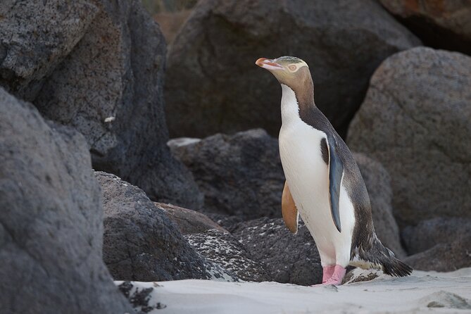 Otago Peninsula In-Depth Tour & Blue Penguins Pukekura Experience - Tour rhythm: Dunedin pickup, peninsula drive, late return