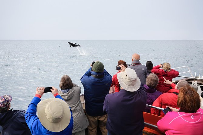 Otago Peninsula Wildlife Cruise with Monarch - Boarding Monarch at Wellers Rock Wharf: what happens once you’re on the boat