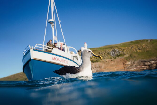 Otago Peninsula Wildlife Cruise with Monarch - Taiaroa Head: the royal albatross hot spot near the end of Otago Harbour