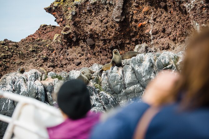 Otago Peninsula Wildlife Tour & Cruise - Why the guides make such a difference on this tour