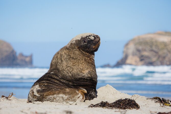 Otago Peninsula Wildlife Tour & Cruise - Allans Beach on the Otago Peninsula: dramatic coastline and sea lion spotting