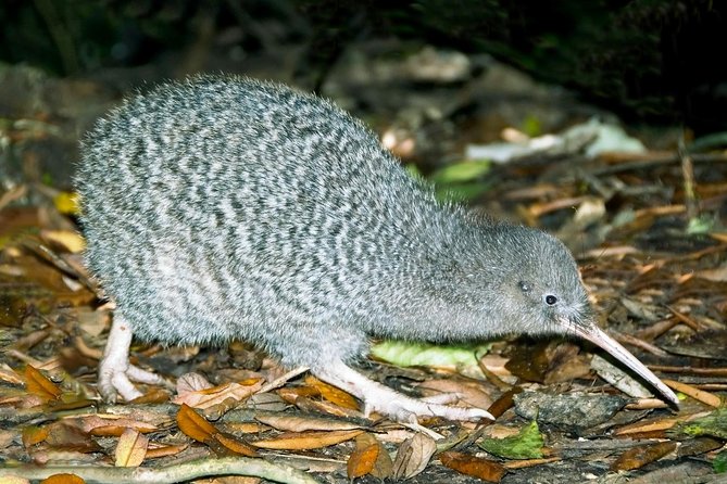 Overnight Experience Tour on Kapiti Island - Key Things You Should Notice Before You Go