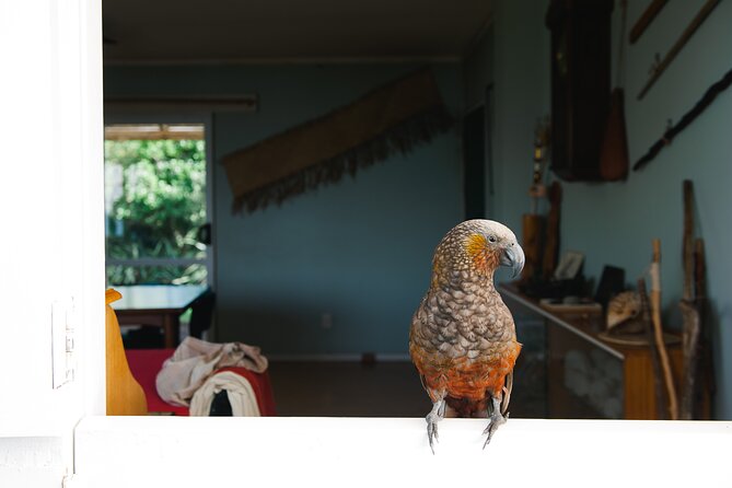 Overnight Experience Tour on Kapiti Island - Price and Value: What $415.16 Is Buying You