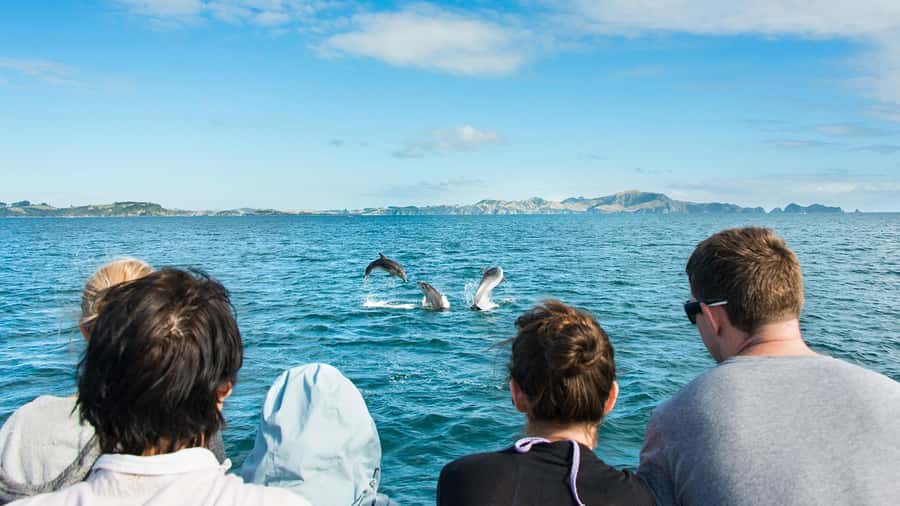 Paihia: Bay of Islands Dolphin Eco Cruise & Island Stopover - Key highlights that make this cruise worth your time