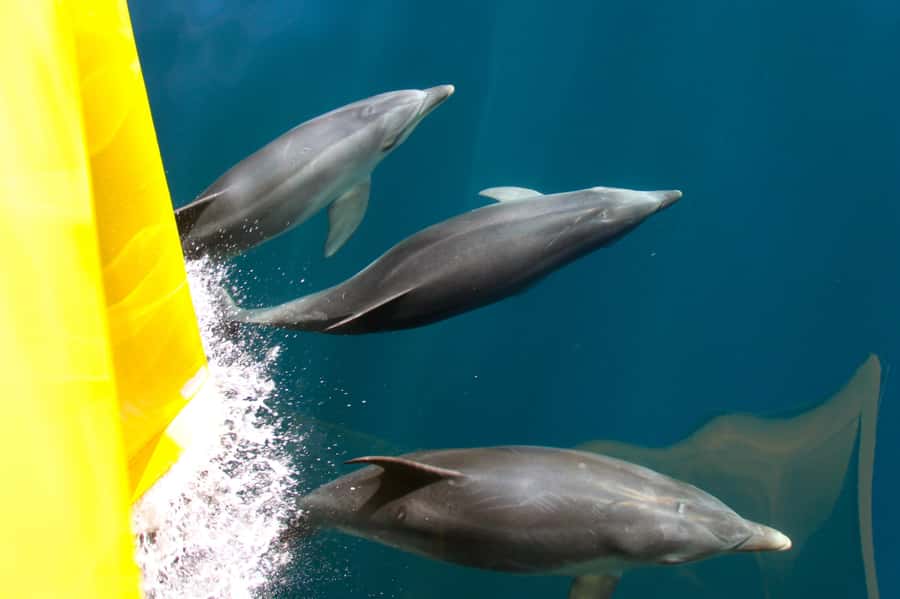 Paihia: Bay of Islands Dolphin Eco Cruise & Island Stopover - Paihia Bay of Islands Dolphin Eco Cruise, the real hook