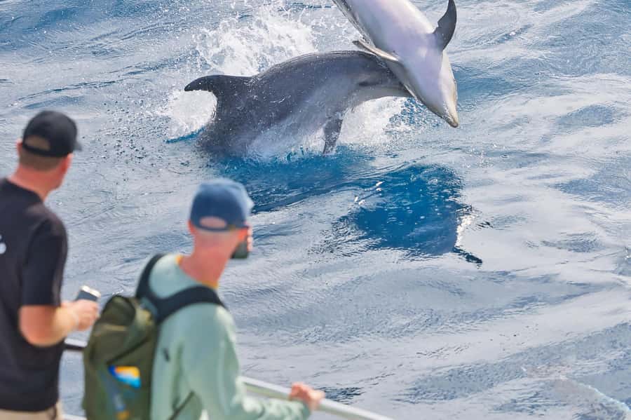 Paihia: Bay of Islands Dolphin Eco Cruise & Island Stopover - Boom netting if conditions allow, the “thrill” moment and what to expect