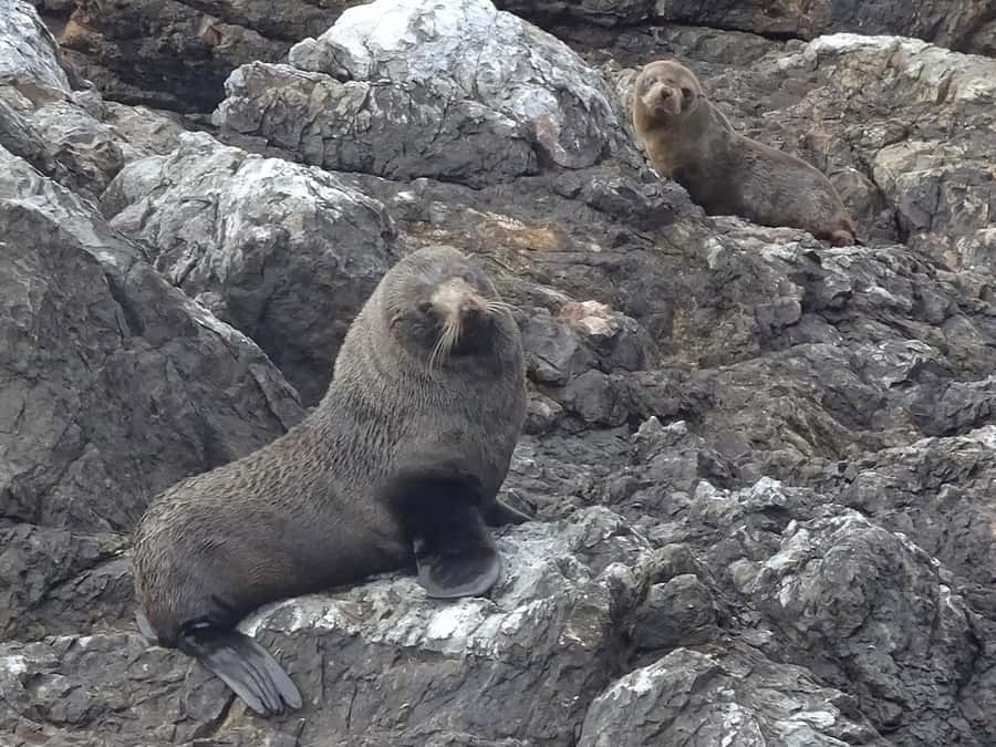 Paihia: Bay of Islands Dolphin Eco Cruise & Island Stopover - Price and value at $89, is it worth it?