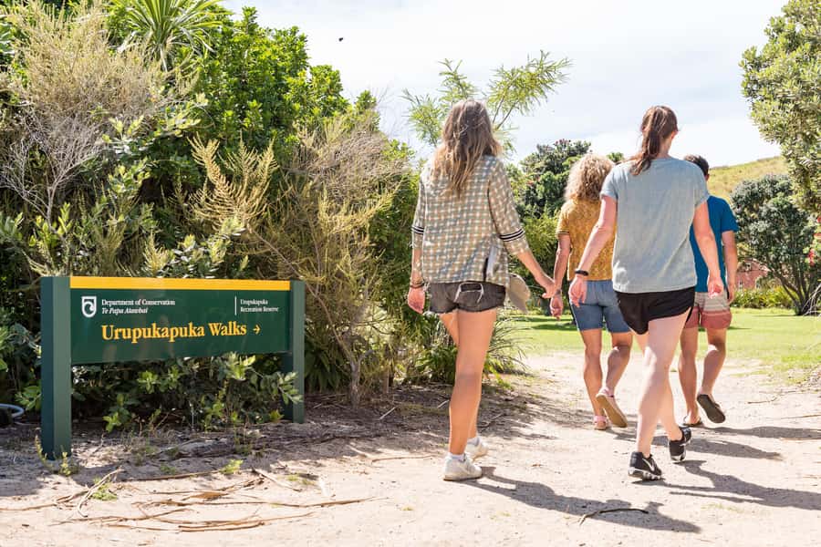 Paihia: Bay of Islands Dolphin Eco Cruise & Island Stopover - Who should book this cruise, and who might skip it