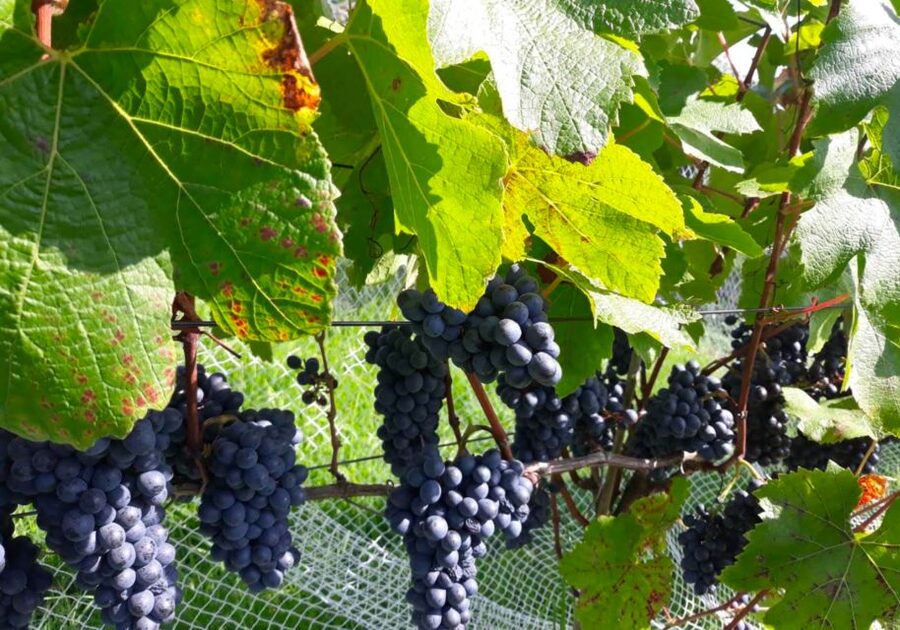 Paihia or Kerikeri: Wine, Spirit, & Craft Beer Tour - Should you book? My practical call