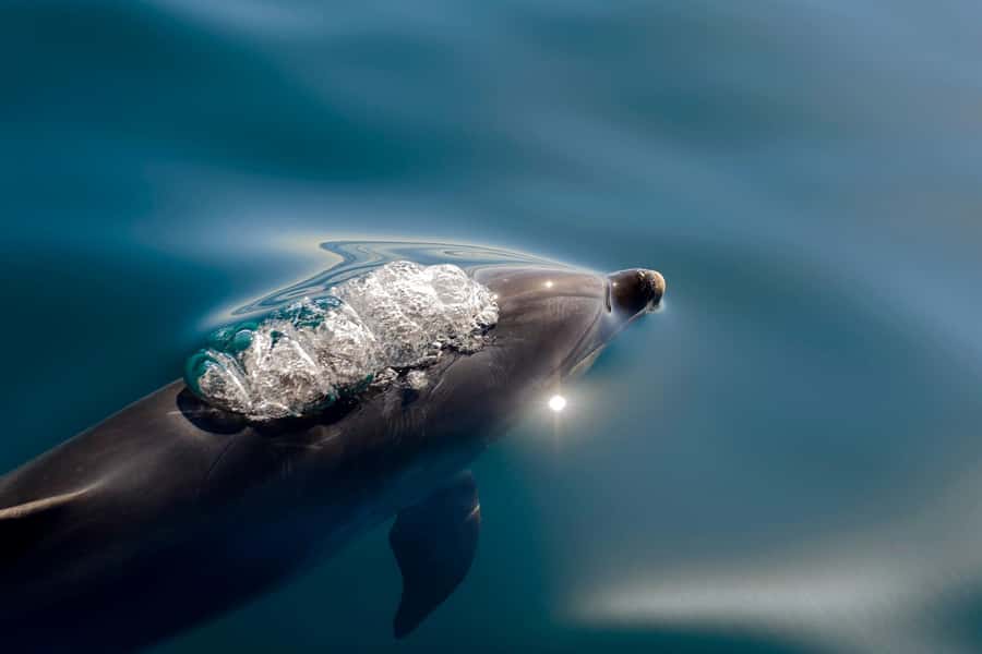Paihia/Russell: Hole in the Rock and Bay of Islands Cruise - Key highlights that make this cruise work