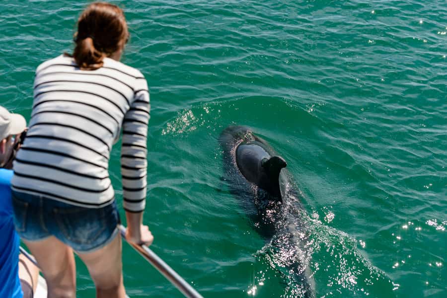 Paihia/Russell: Hole in the Rock and Bay of Islands Cruise - Dolphins and whales, how the spotting part actually feels