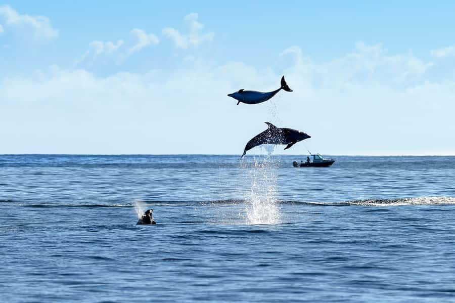 Paihia/Russell: Hole in the Rock and Bay of Islands Cruise - What to eat and drink on board, and why it affects comfort