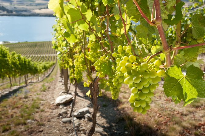 Picton Cruise Ship Shore Excursion Marlborough Wine Tour - The Small-Group Format That Changes the Feel of Wine Tasting