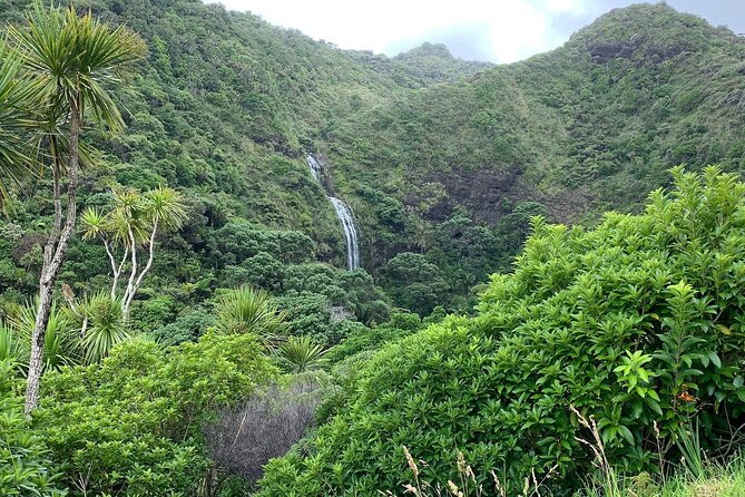 Piha Waitakere Rainforest Wine Tour from Auckland - Who This Tour Fits Best (and Who Might Want Something Else)