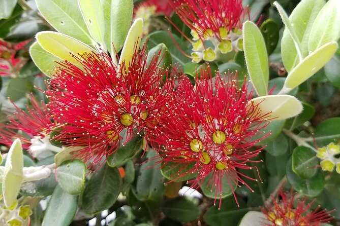 Piha Waitakere Rainforest Wine Tour from Auckland - Should You Book the Piha Waitakere Rainforest Wine Tour?
