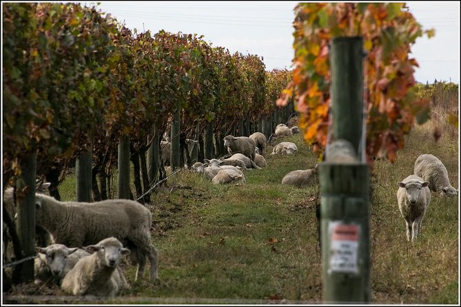 Premium 4 -Best Wineries Napier Hawke's Bay Tour, 5.5h - 6Hours - Wine tasting strategy so you stay in control of the day