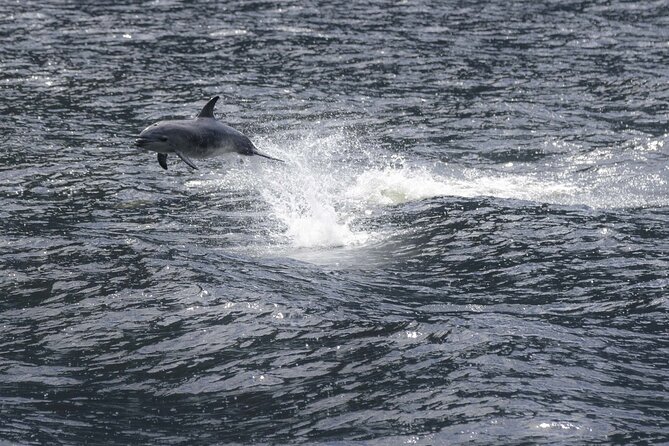 Premium Milford Sound Cruise Including Lunch - The Big Win: Champagne and a Lunch That Actually Feels Like Lunch