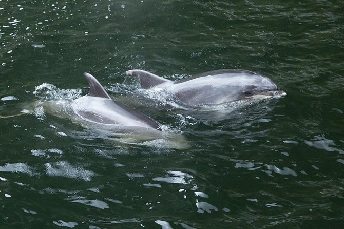 Premium Milford Sound Tour, Cruise & Lunch from Te Anau - Pops View and Darran Mountains: Alps country and Kea territory