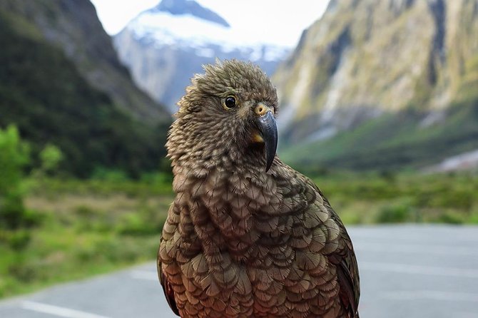 Premium Milford Sound Tour, Cruise & Lunch from Te Anau - Homer Tunnel to Milford Sound: the turning point of the day