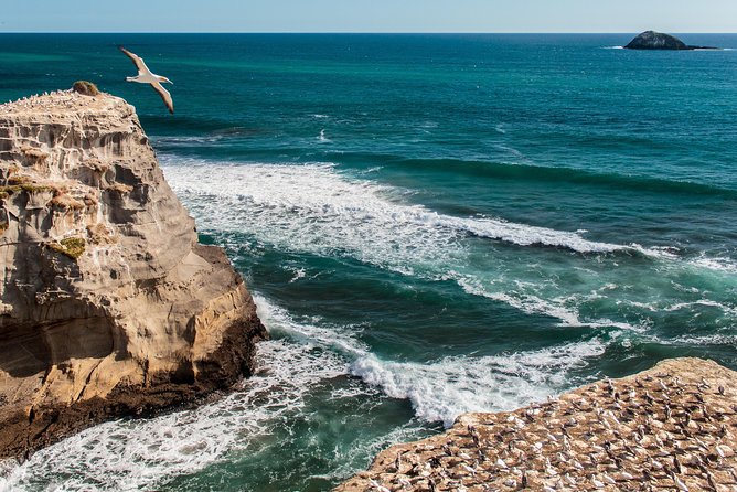 Private Auckland's West Coast - Piha/ Muriwai - Wild West Tour - Piha: black sand, big surf energy, and a beach you can actually enjoy