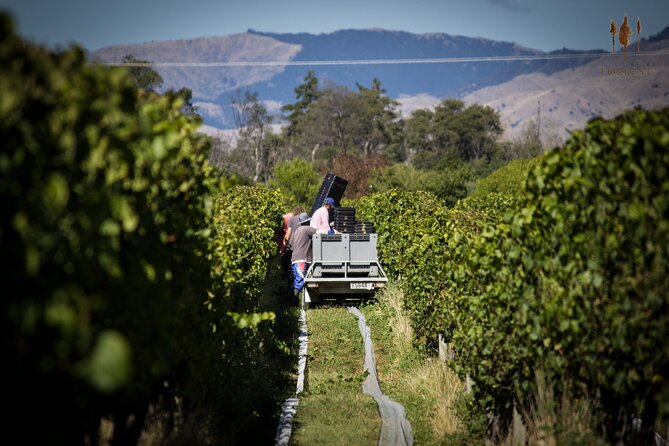 Private Driving Wine Tour (full day) in the Marlborough Region - Price and value: where $341.32 makes sense
