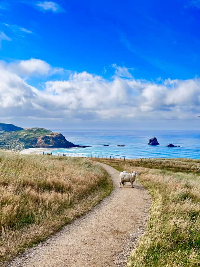 Private Dunedin City Highlights and Otago Peninsula Day Tour - Signal Hill lookout, the moment Dunedin clicks into place