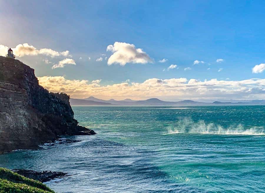 Private Dunedin City Highlights and Otago Peninsula Day Tour - Royal Albatross Centre, getting the most out of your 45 minutes