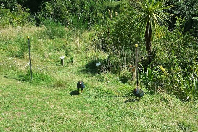 Private Kapiti Coast Full Day Tour - Southward Car Museum: Nostalgia With a Time-Travel Feel
