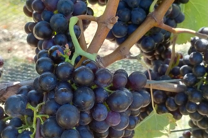 Private Martinborough Wine Tour for Wine Enthusiasts - Pickup, private transport, and where the day starts