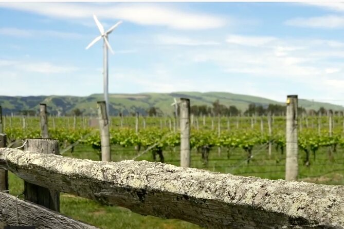 Private Martinborough Wine Tour in an Electric Vehicle - Tesla Model Y - The Runholder lunch plus a wine tasting tray