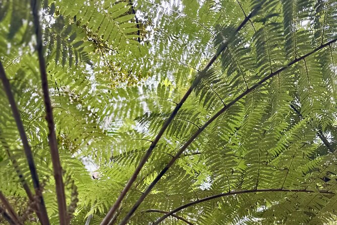 Private Piha Beach, Rainforest Adventure & Mt. Eden with Guide - Mount Eden (Maungawhau): The Dormant Crater and 360-Degree City Views