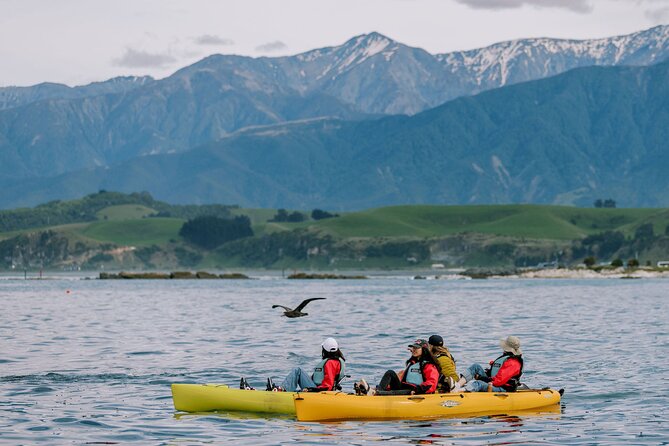 Private Seal Kayaking and Wildlife Tour in Kaikoura - Key Highlights You Should Know Before You Go