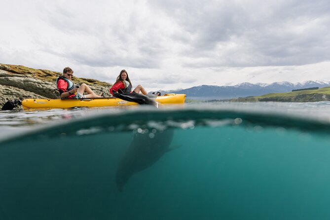 Private Seal Kayaking and Wildlife Tour in Kaikoura - Hands-free Pedal Kayaks Around the Kaikoura Peninsula